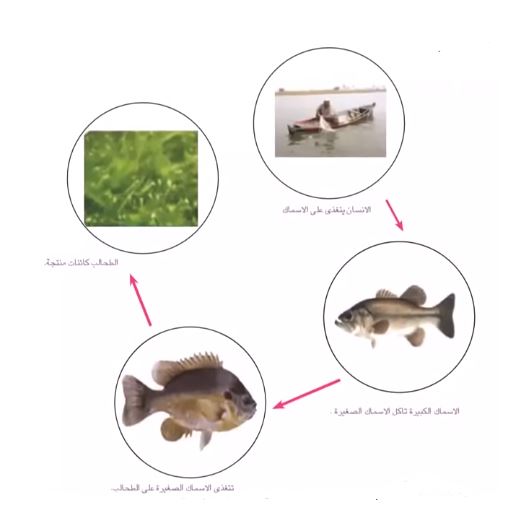 سلسلة غذائية أنا جزء منها